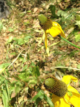 Image of Flower Crab Spiders