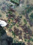 Image of Sea lettuce