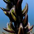 Image of Tall Leek orchid