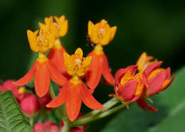 Asclepias curassavica L. resmi