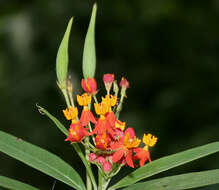 Image de Asclepias curassavica L.