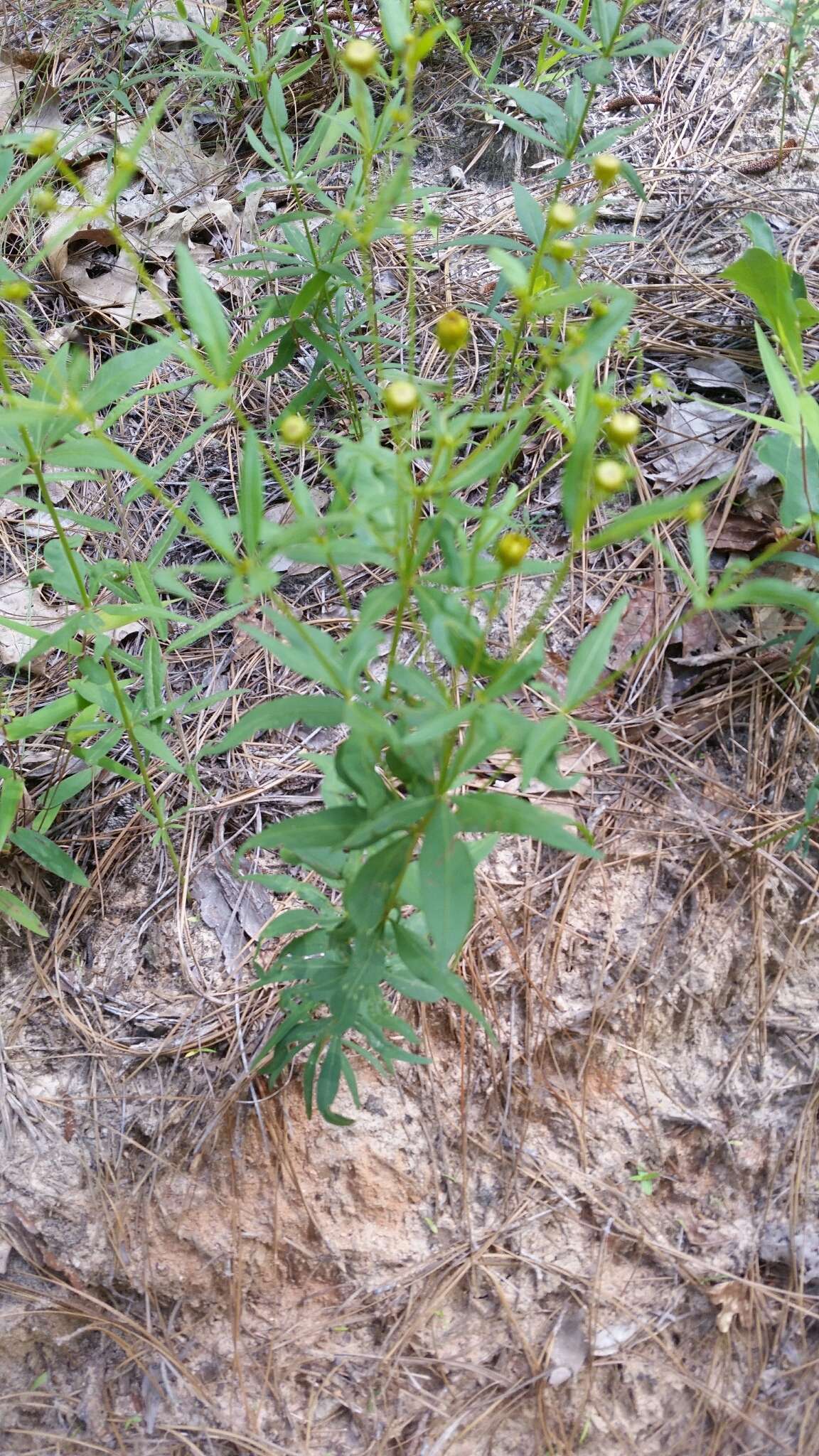 صورة Coreopsis major Walt.