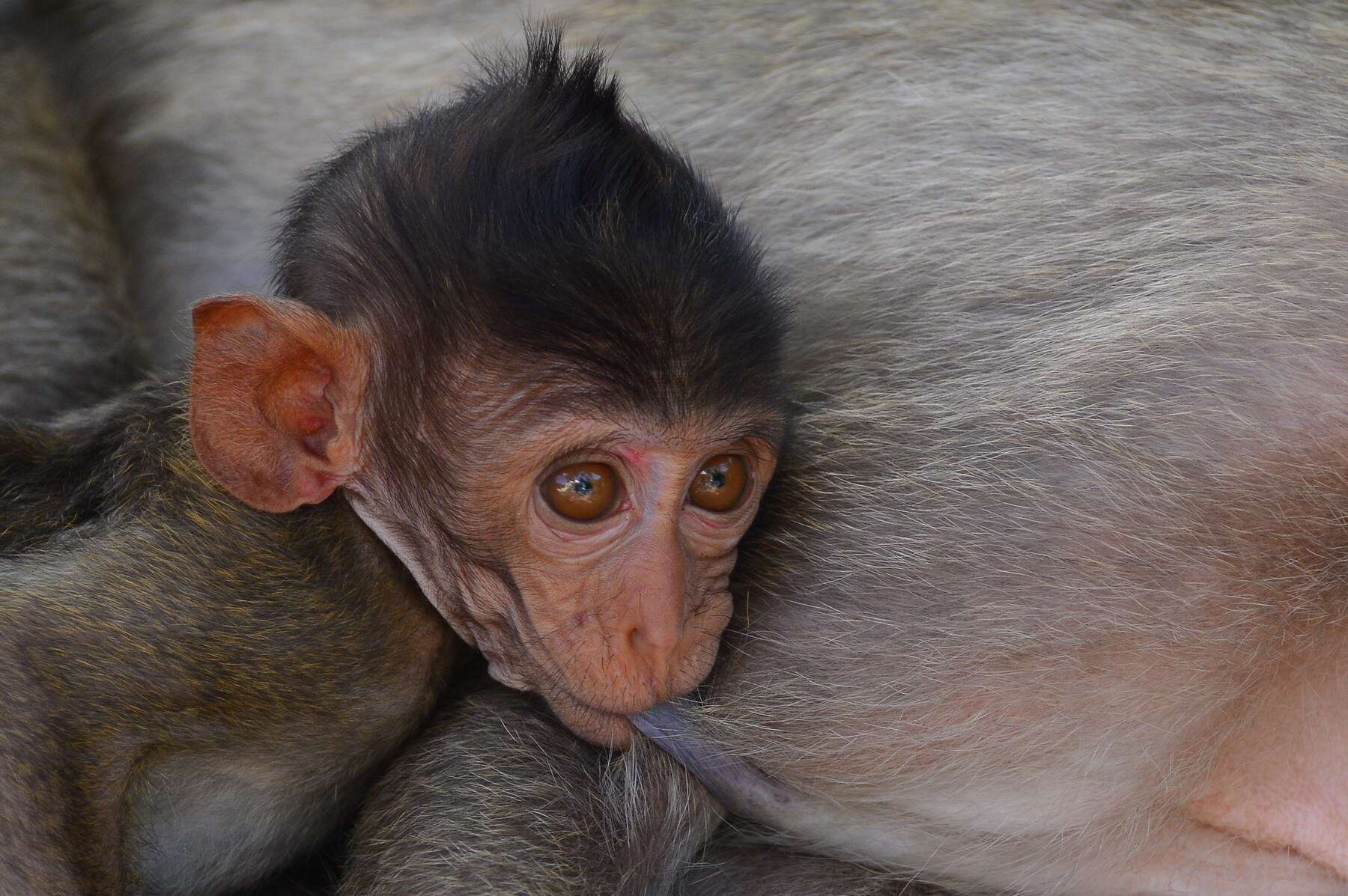 Image of Long-tailed Macaque