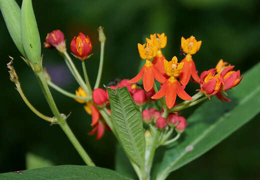 Image of bloodflower