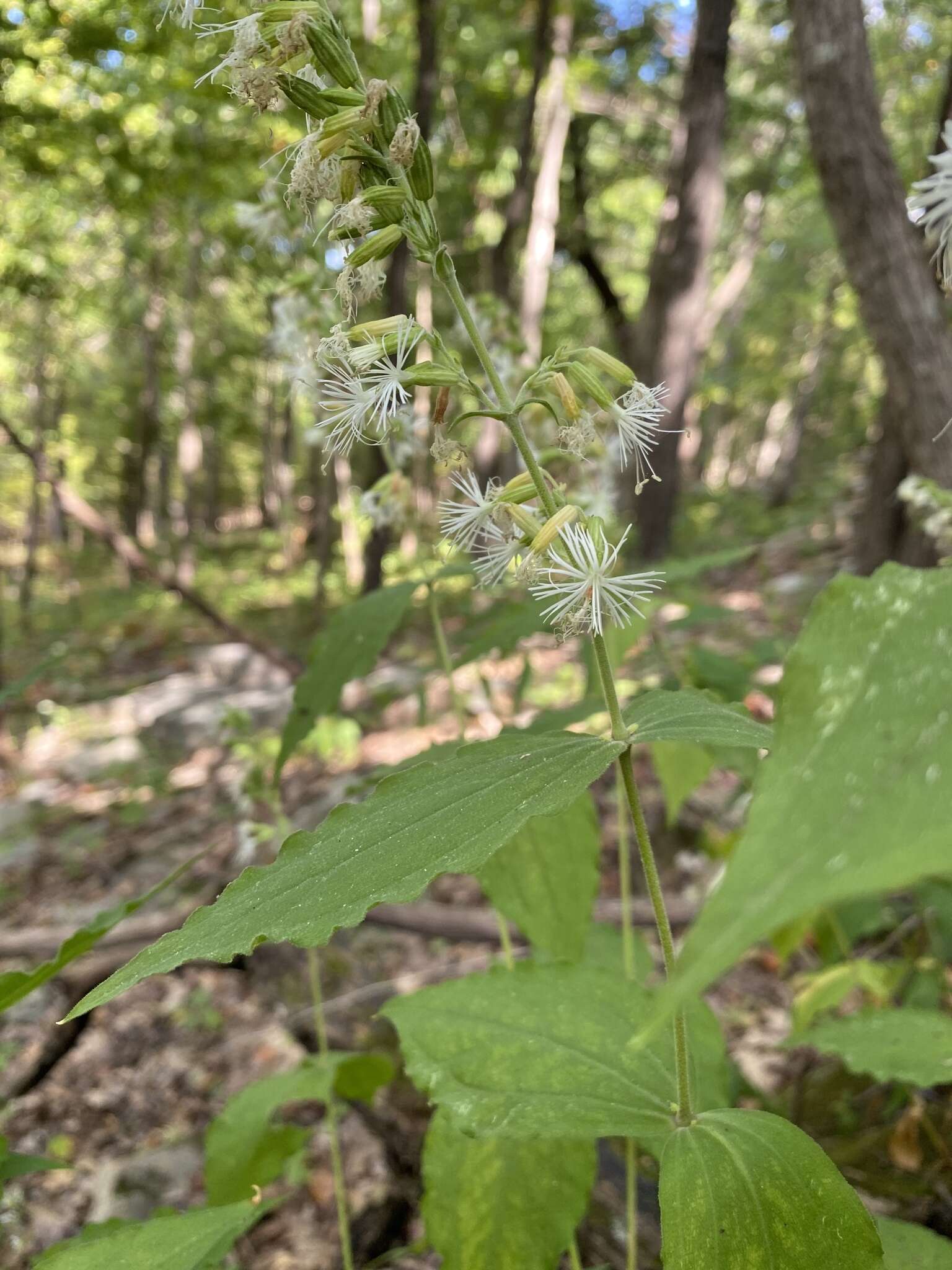 Image of Blue Ridge catchfly