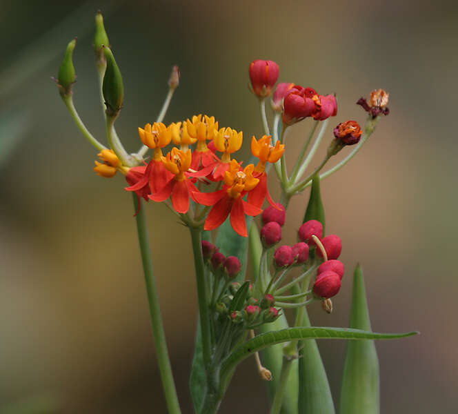 Asclepias curassavica L. resmi