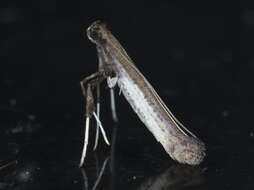 Image of Caloptilia ovatiella Opler 1969