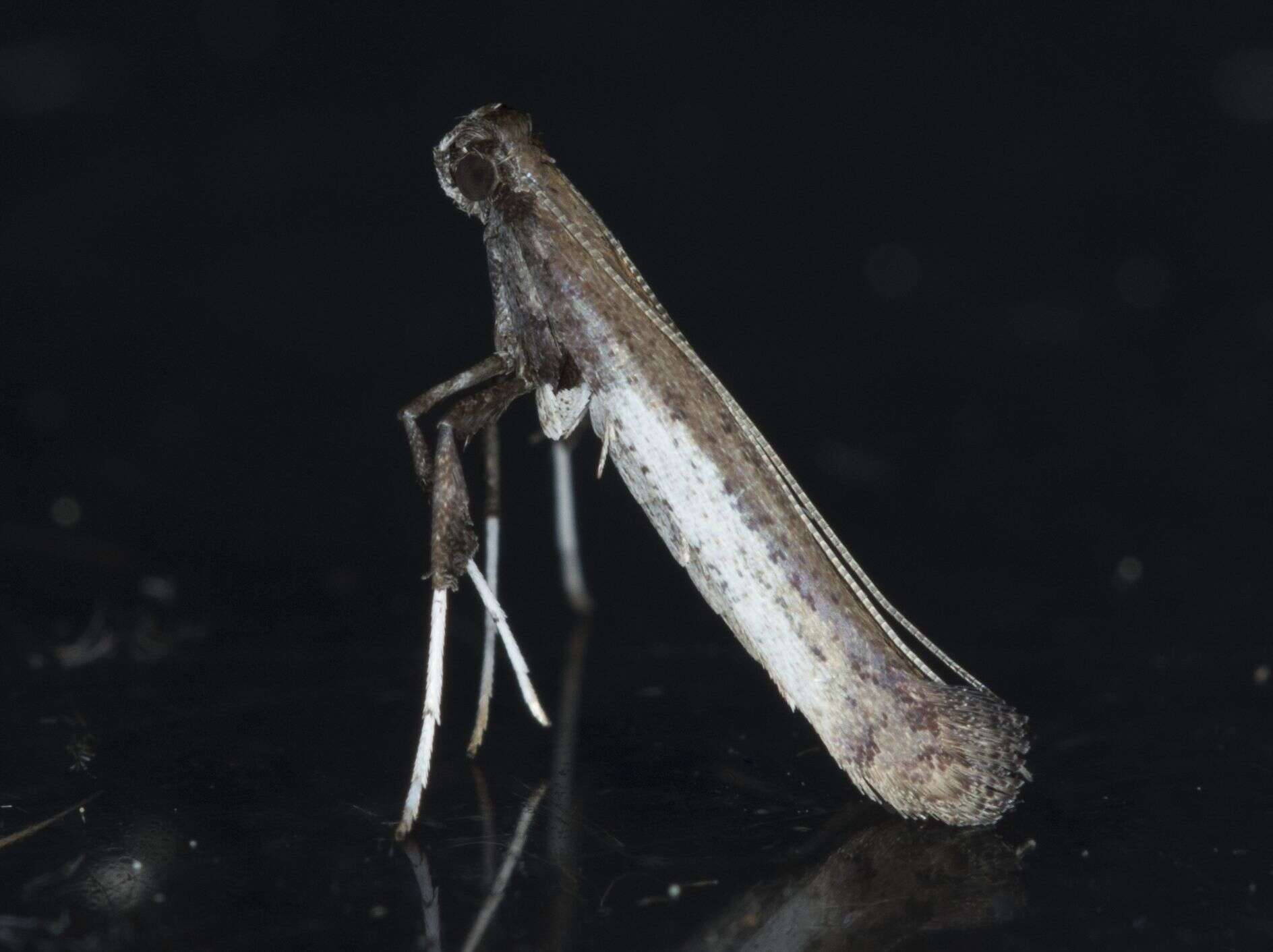 Image of Caloptilia ovatiella Opler 1969