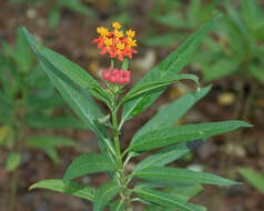 Image de Asclepias curassavica L.