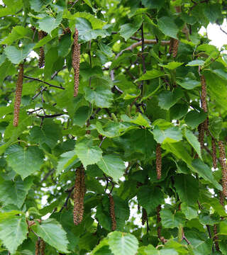 Image of Erman's Birch