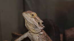 Image of Central bearded dragon