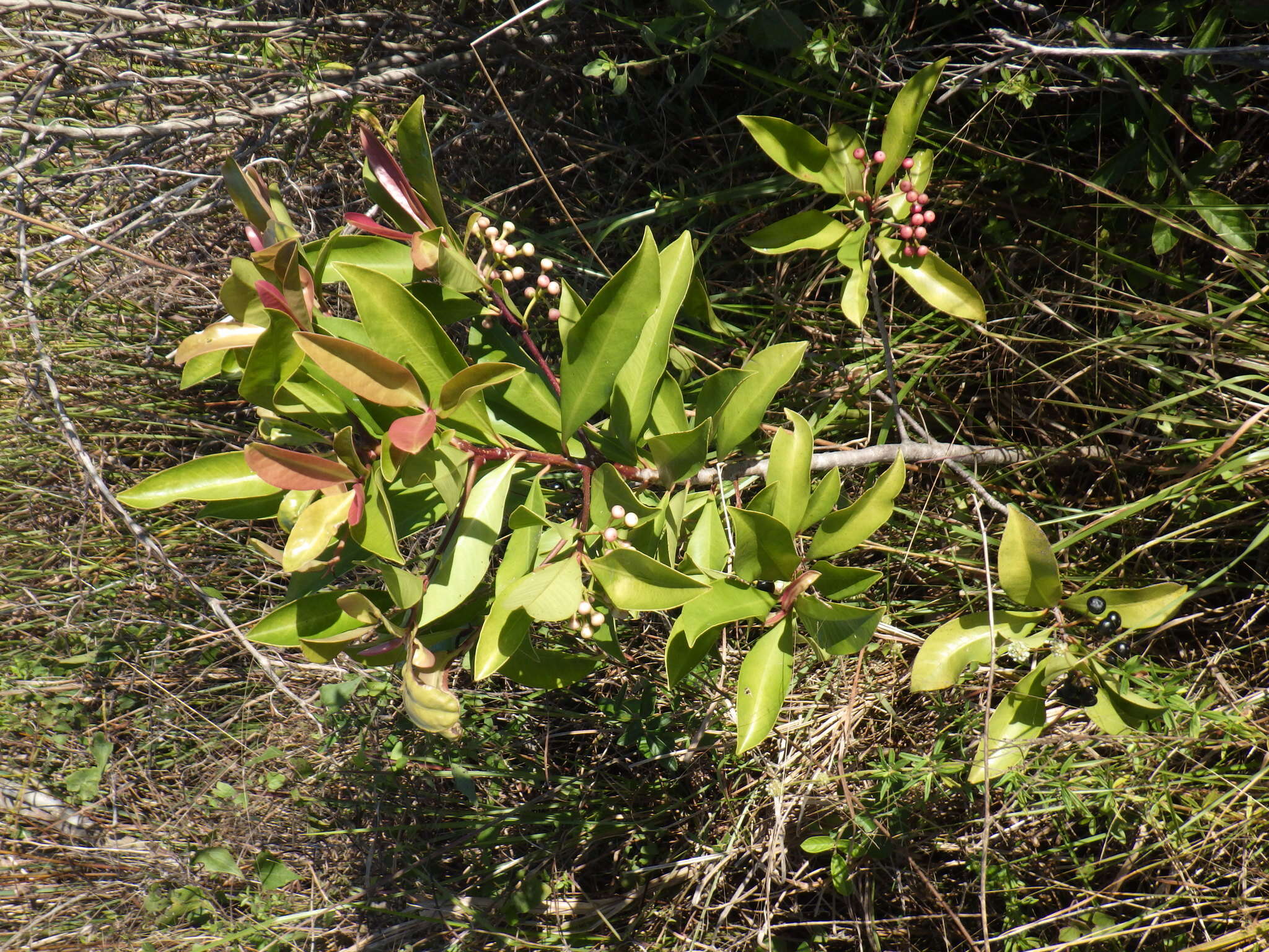 Слика од Ardisia elliptica Thunb.