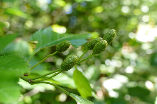 Image de Alnus alnobetula subsp. sinuata (Regel) Raus