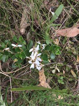 Image of Olearia myrsinoides (Labill.) F. Müll.