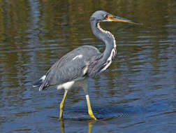 Image de Aigrette tricolore