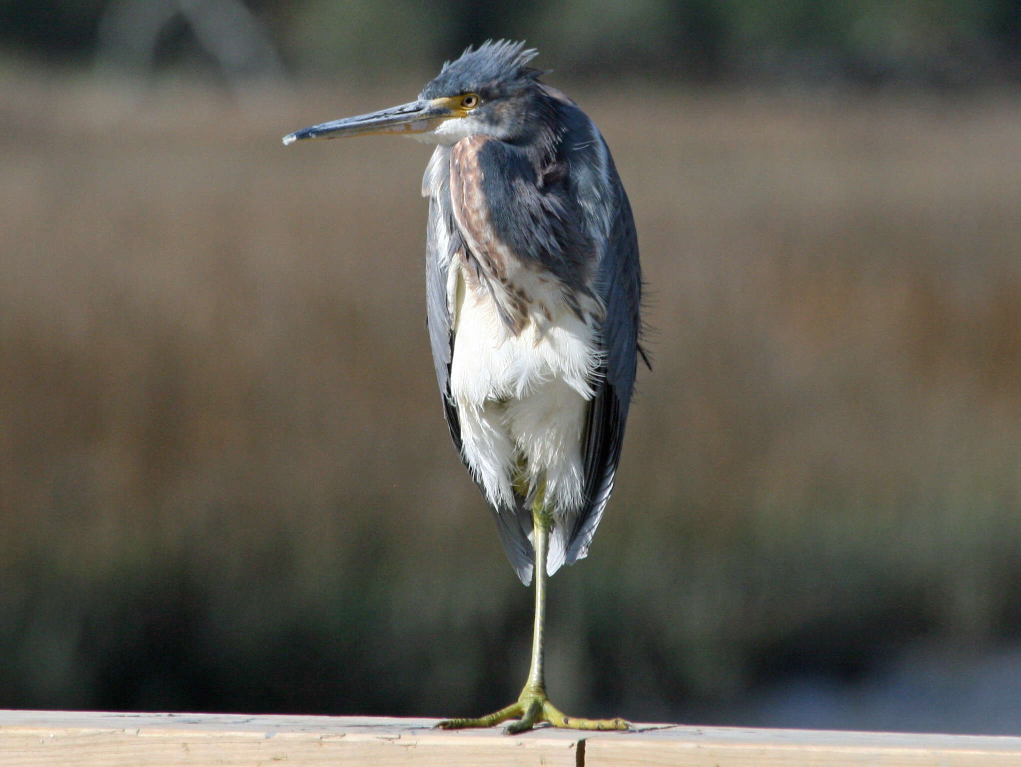 Image de Aigrette tricolore