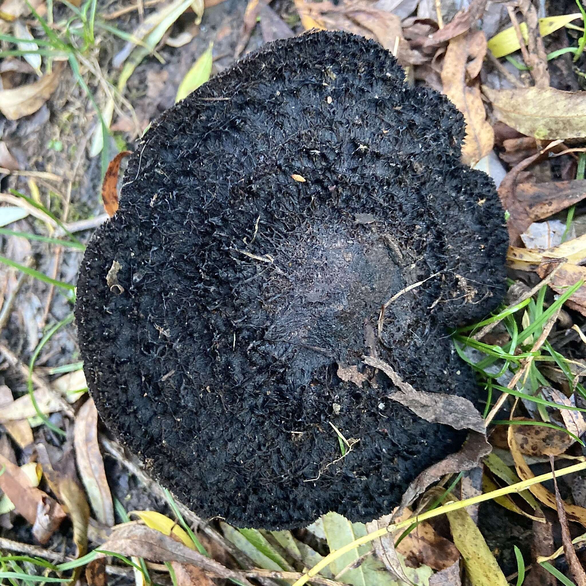 Imagem de Lepista fibrosissima Singer 1954