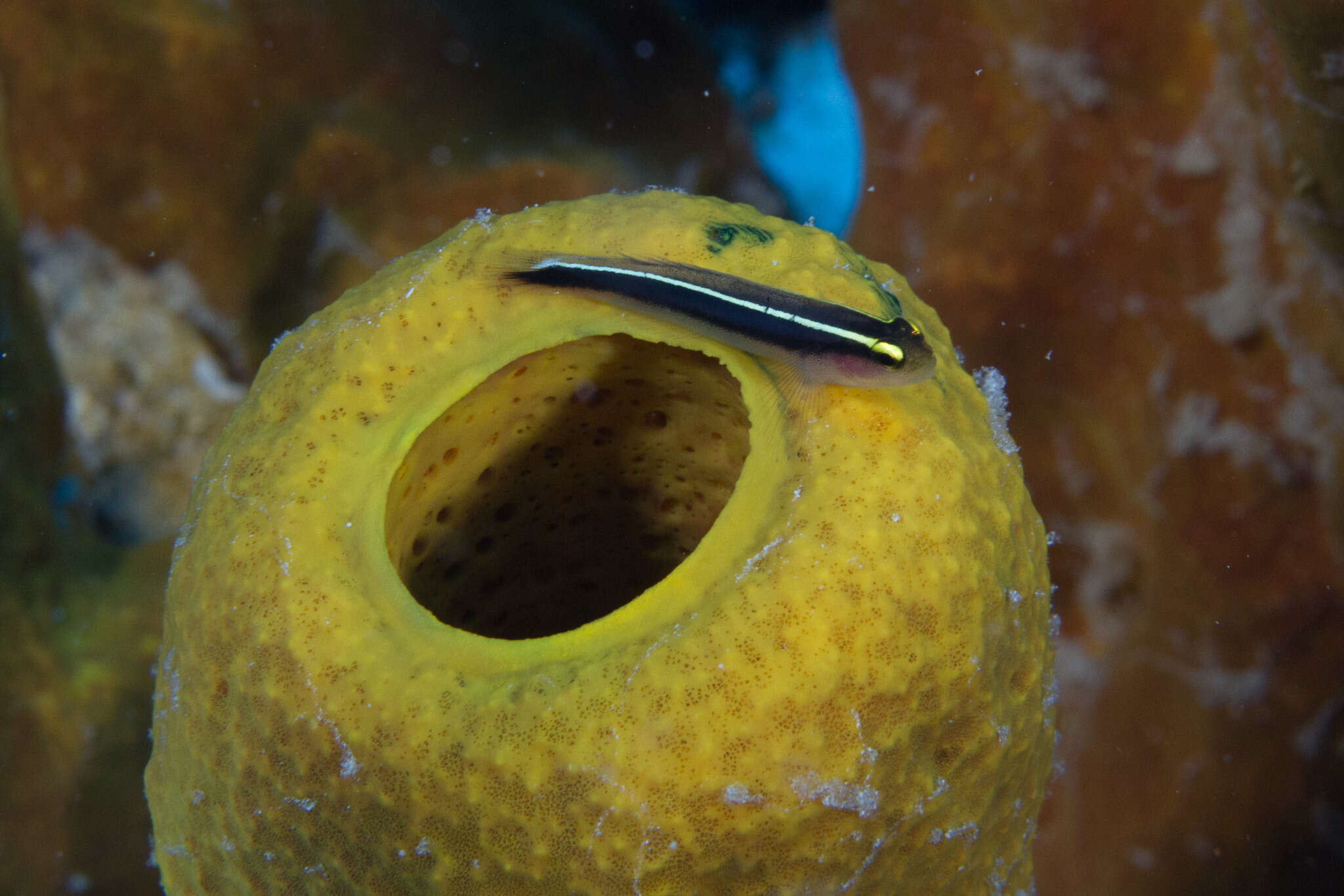 Image of Cayman sponge goby
