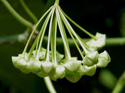 Image of Marsdenia volubilis (L. fil.) Cooke