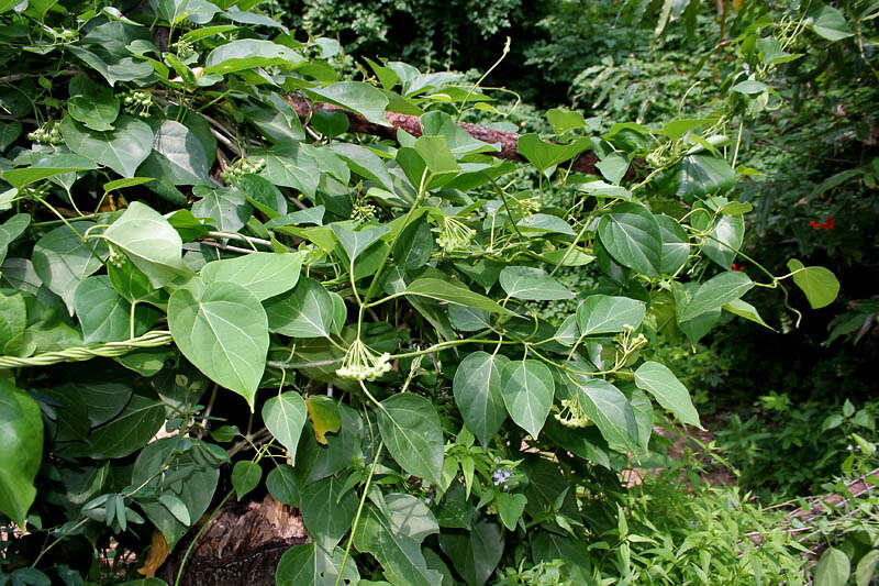 Image of Marsdenia volubilis (L. fil.) Cooke