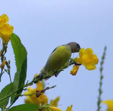 Leptocoma zeylonica (Linnaeus 1766) resmi