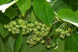 Image of Marsdenia volubilis (L. fil.) Cooke