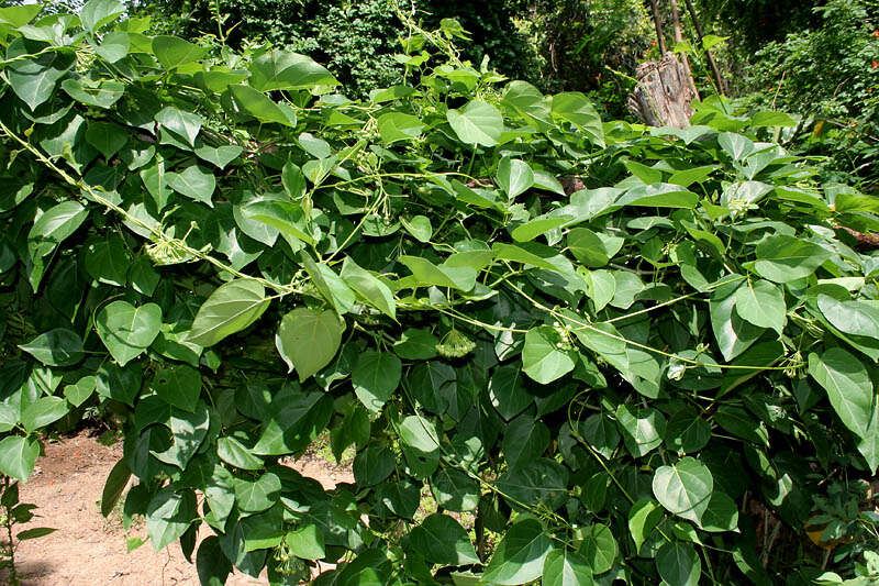 Image of Marsdenia volubilis (L. fil.) Cooke