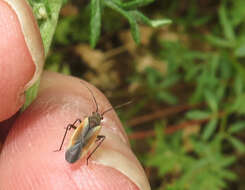 Lopidea marginata Uhler 1894 resmi