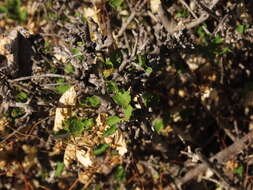 Bridgesia incisifolia Bert. ex Cambess. resmi