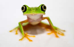 Image of Lemur Leaf Frog