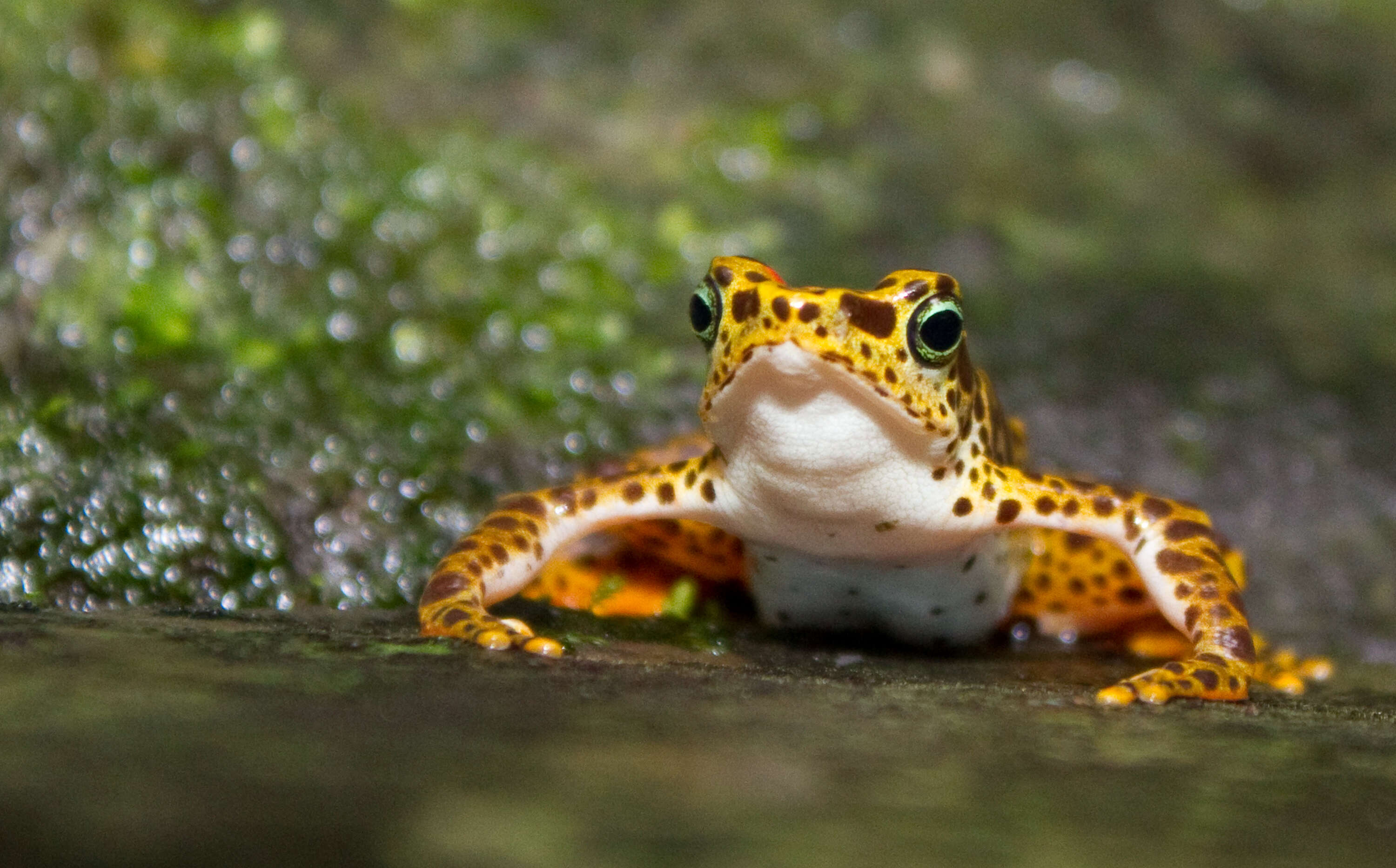 Image of Darien Stubfoot Toad