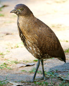 Image of Japanese Night Heron