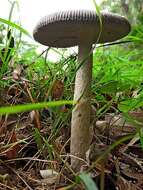 Image of Amanita cheelii P. M. Kirk 2013