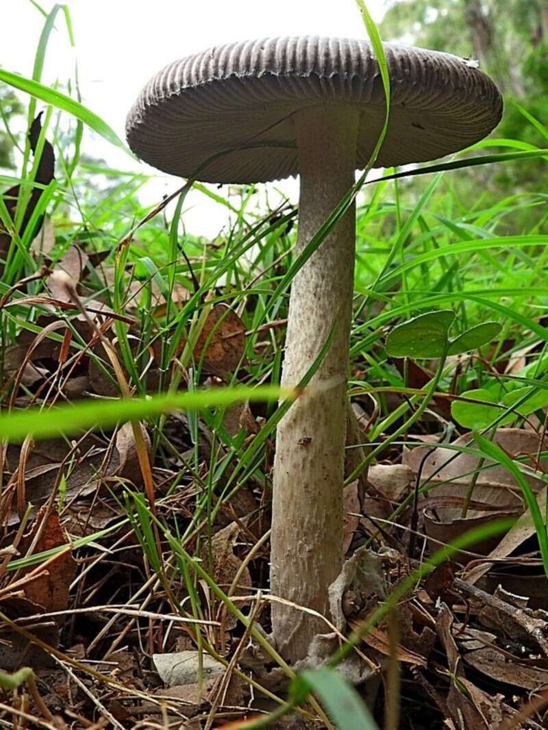 Image of Amanita cheelii P. M. Kirk 2013