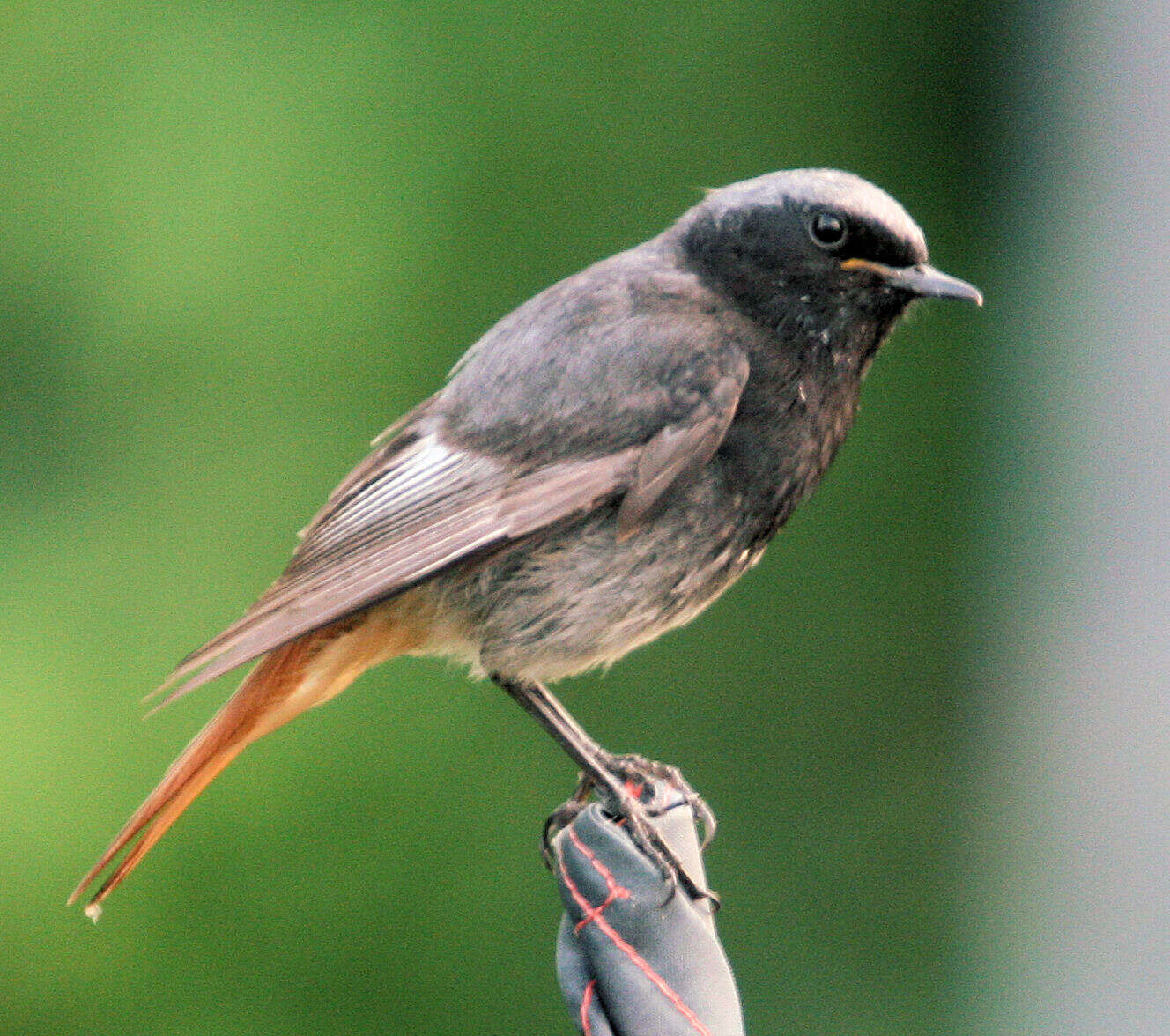 Image of Black Redstart