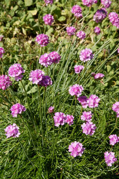 Image of thrift seapink