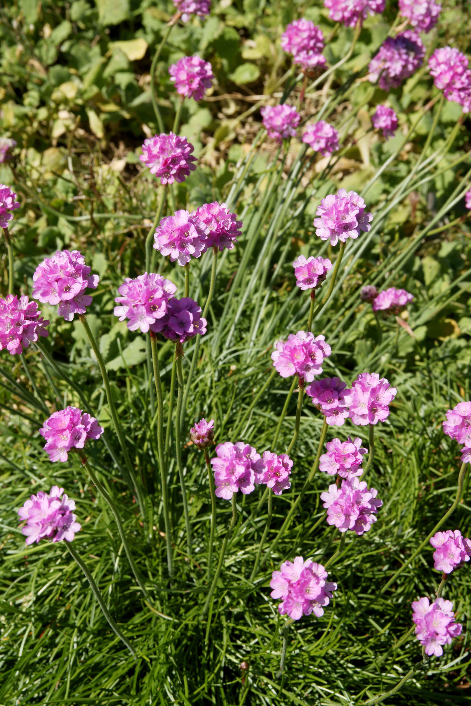 Image of thrift seapink