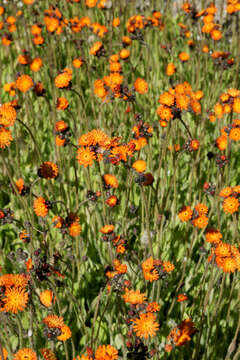 Imagem de Pilosella aurantiaca (L.) Sch. Bip., F. W. Schultz & Sch. Bip.