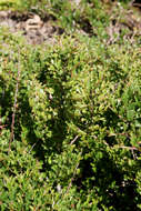 Image of creeping cotoneaster