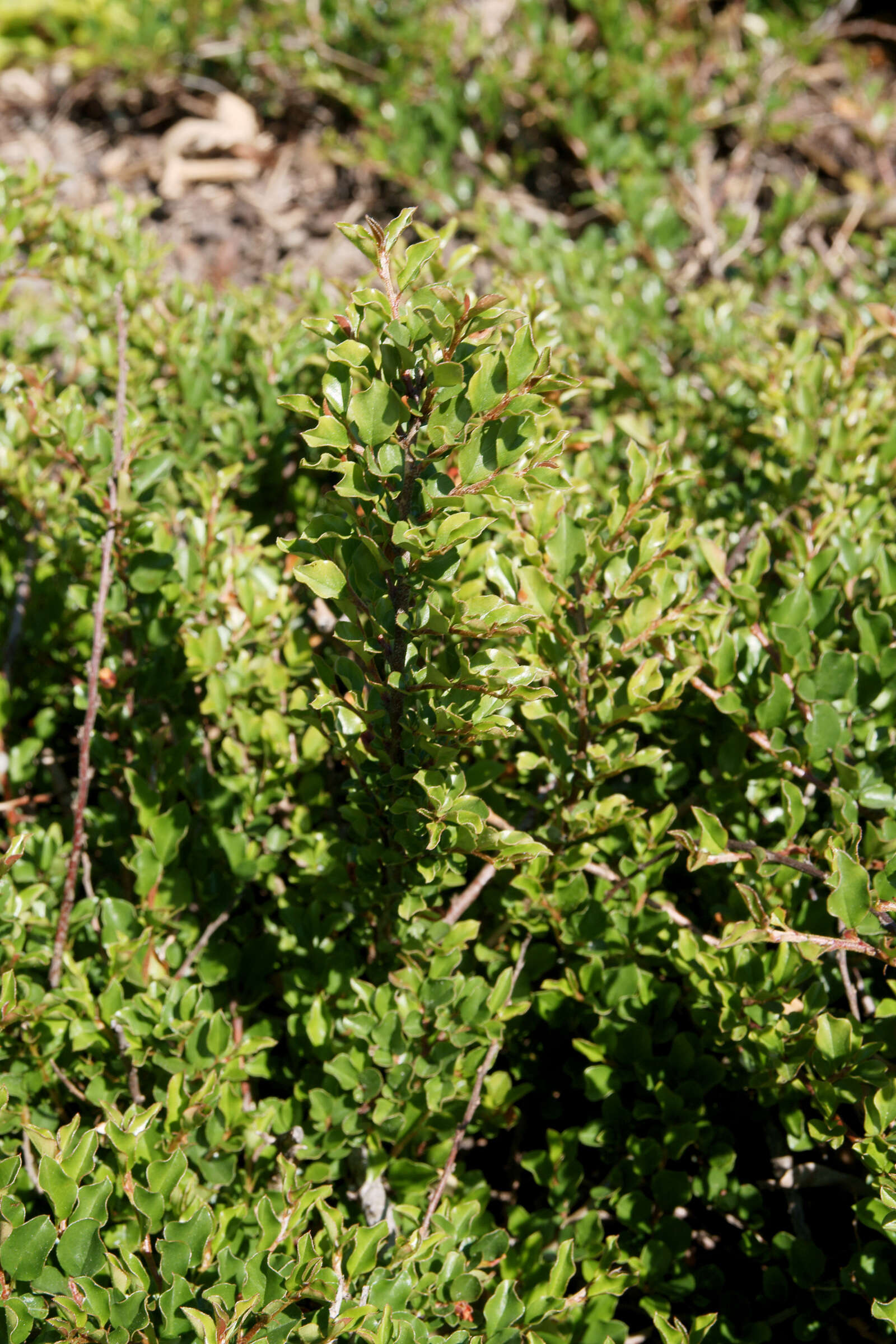 Image of creeping cotoneaster