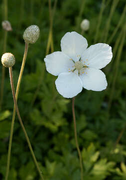 Image of Snowdrop Anemone