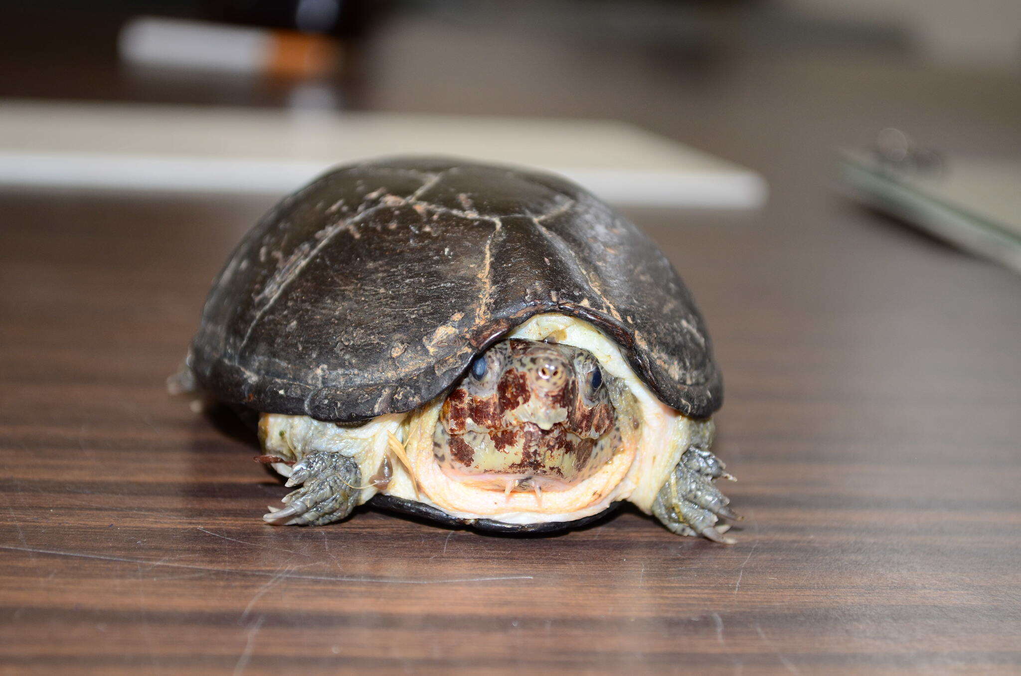 Image of Herrara’s Mud Turtle