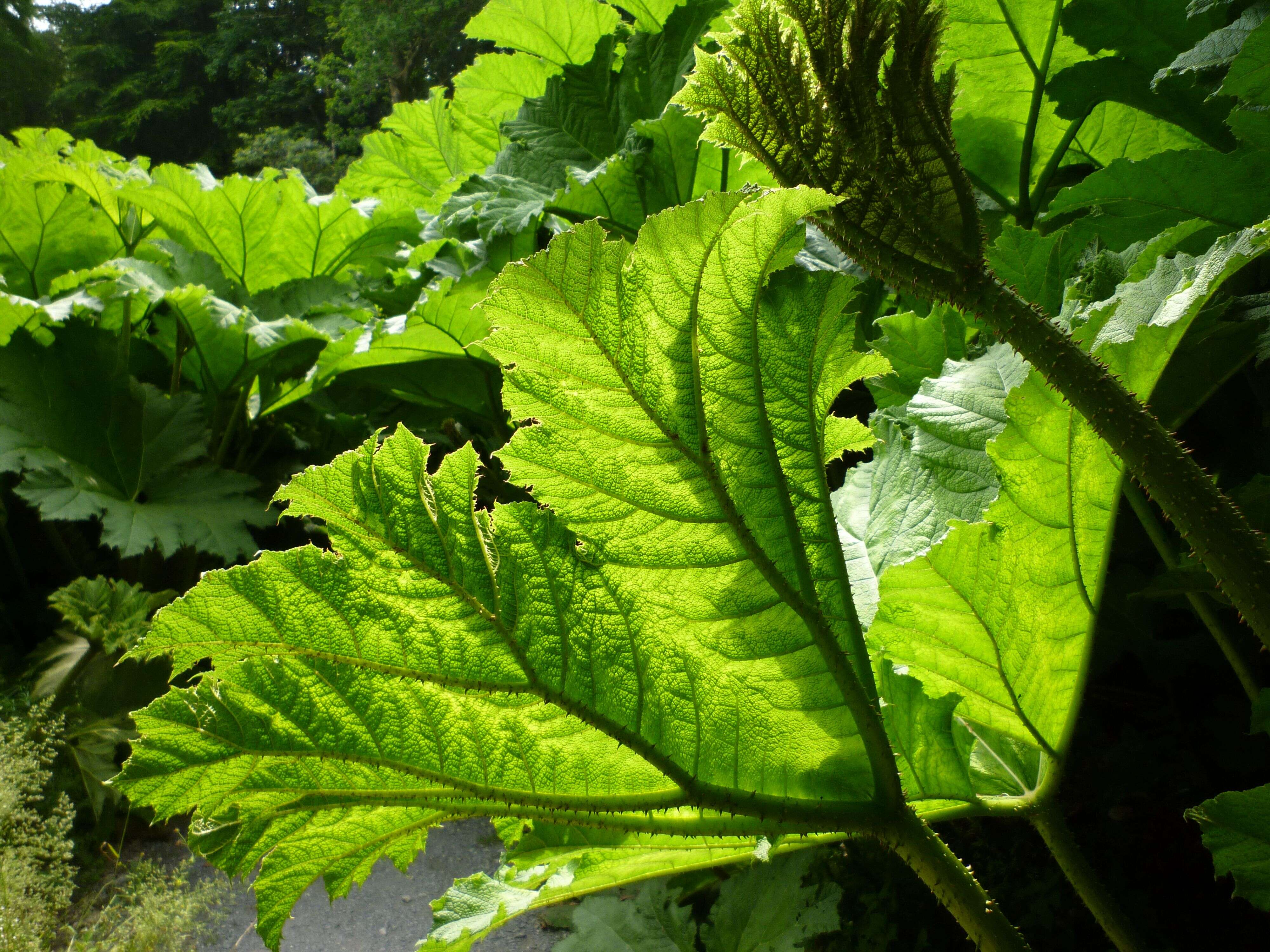 Image of giant rhubarb