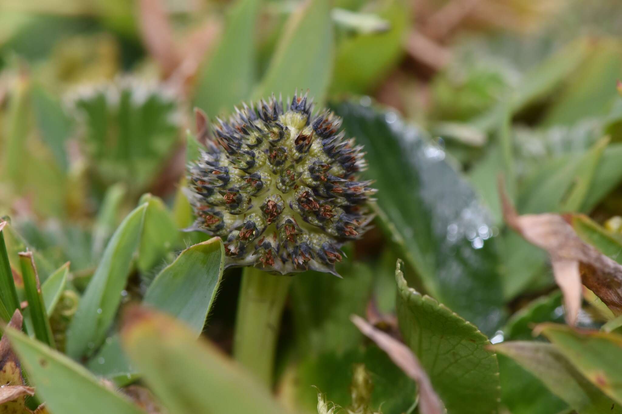 Image de Eryngium humile Cav.