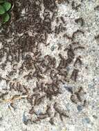 Image of Pavement ant