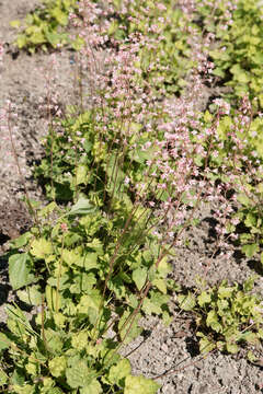 Image of × Heucherella