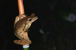 Image of Polypedates mutus (Smith 1940)