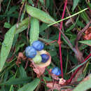 Sivun Persicaria perfoliata (L.) H. Gross kuva