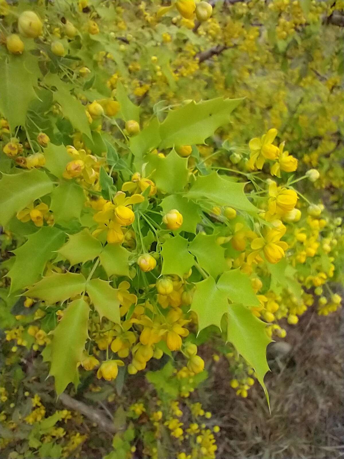 Image of Texas barberry