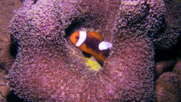 Image of Saddleback clownfish